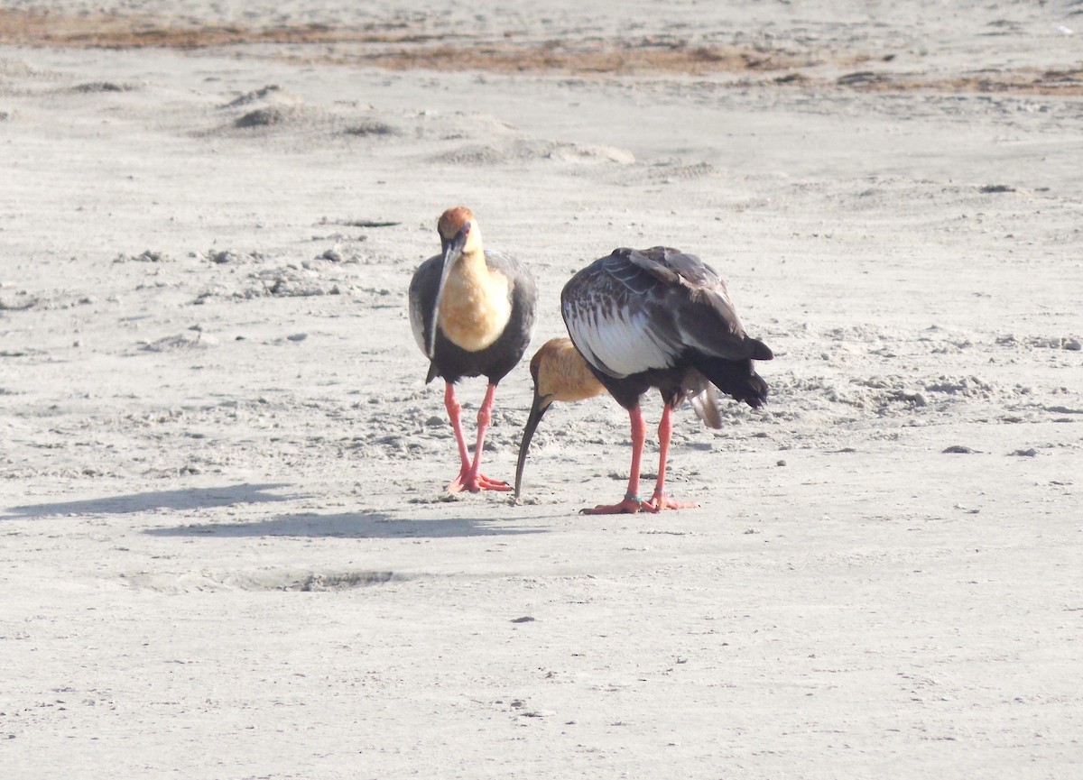 ibis bělokřídlý - ML619502082