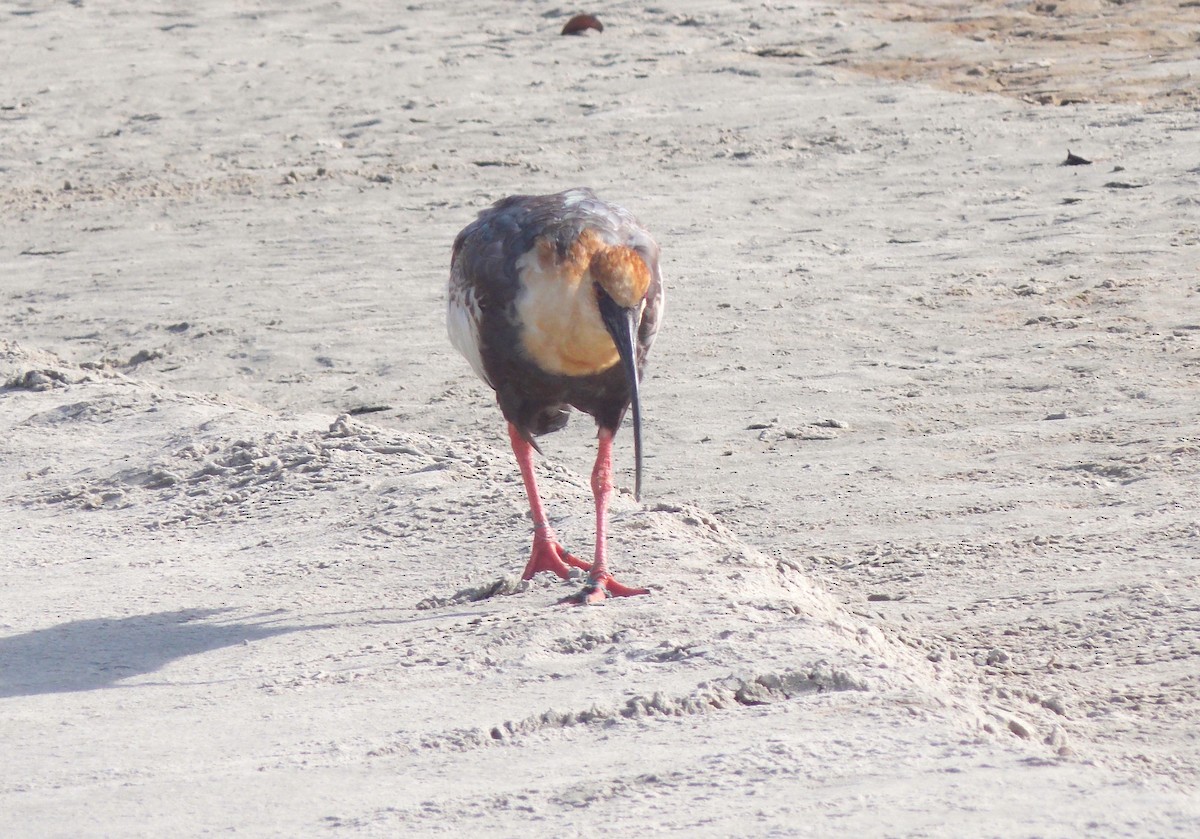 ibis bělokřídlý - ML619502083