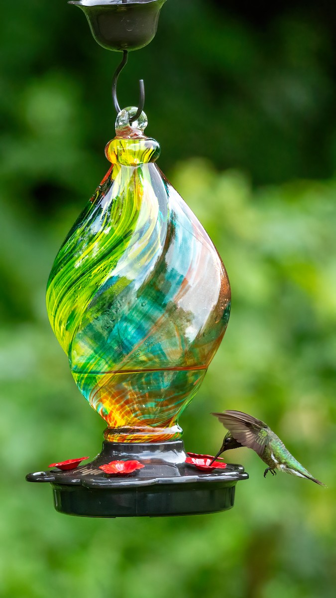 Рубиновогорлый колибри - ML619502126
