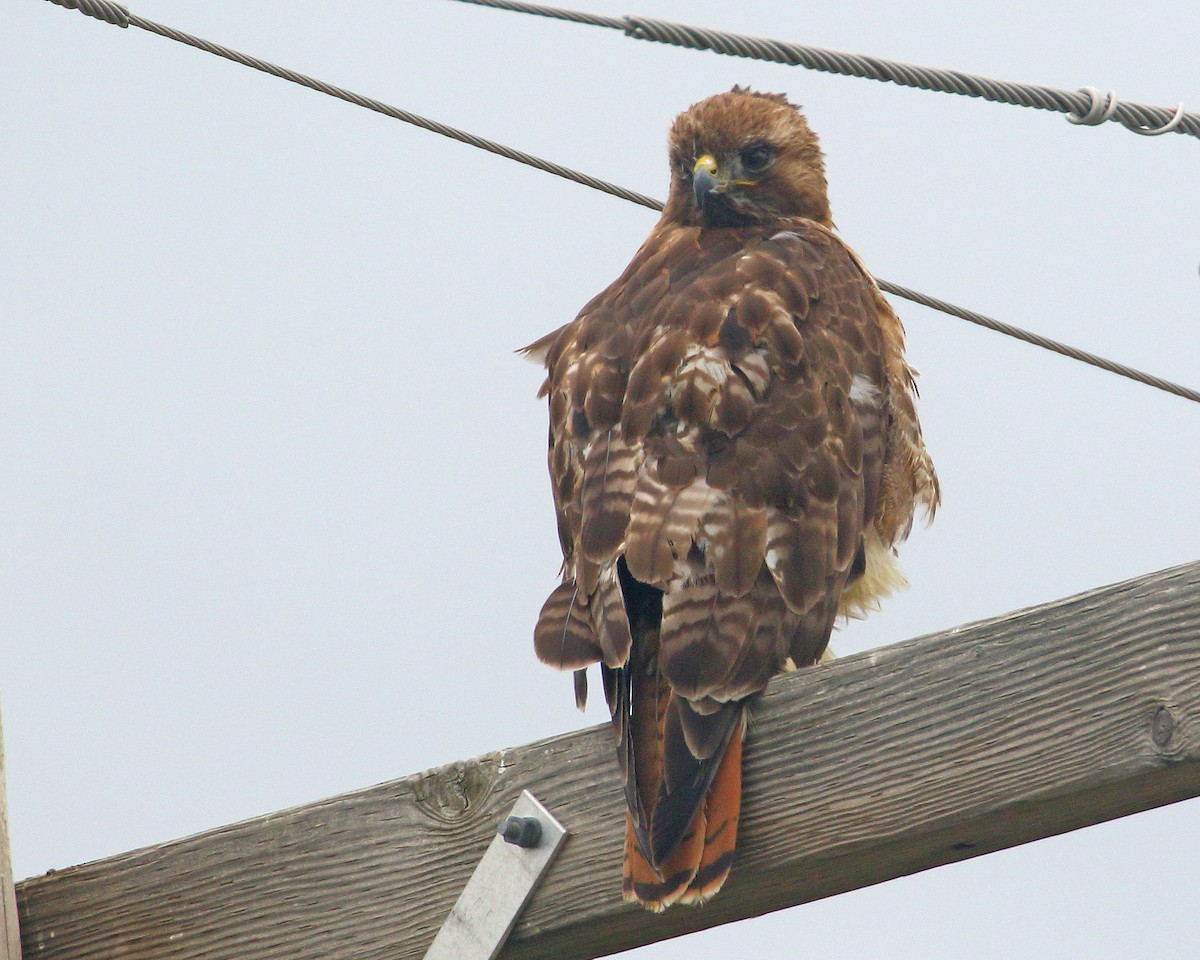 Red-tailed Hawk - ML619502149