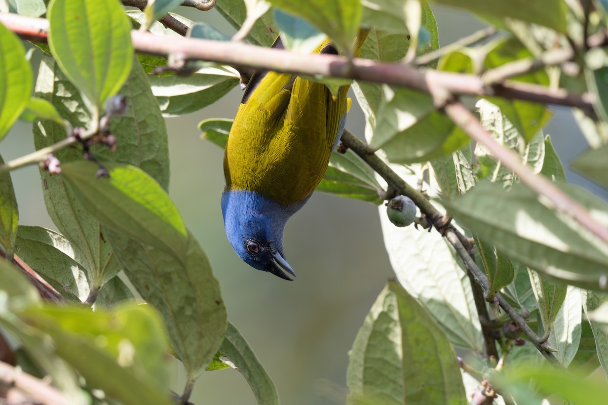 Blue-capped Tanager - ML619502160
