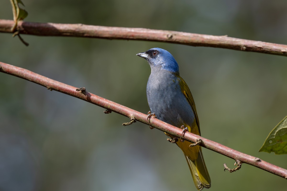 Blue-capped Tanager - ML619502162