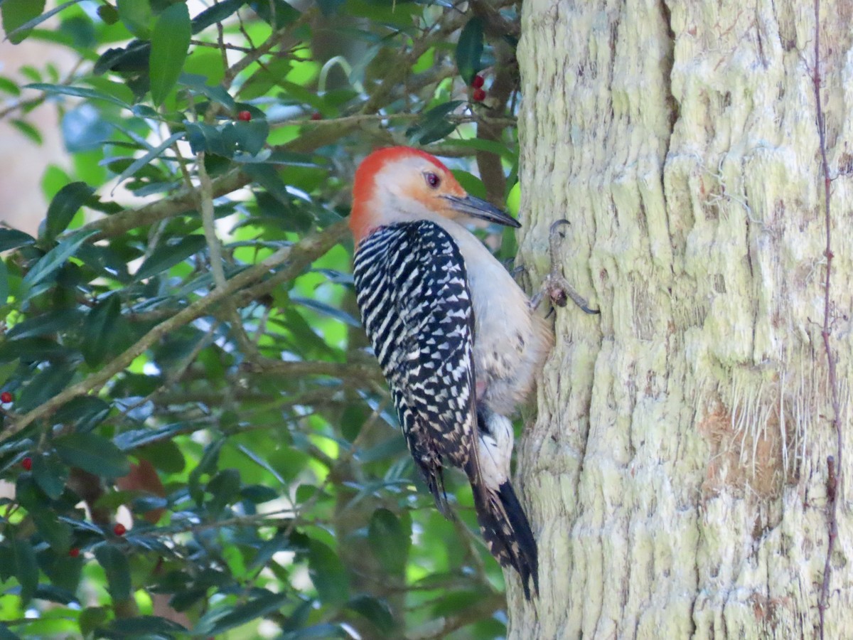 Red-bellied Woodpecker - ML619502170