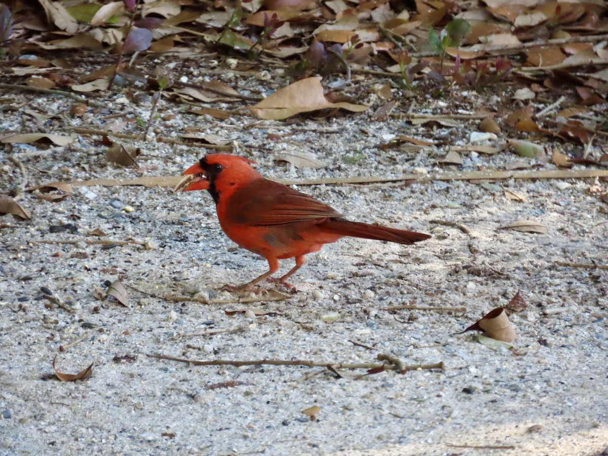 Cardinal rouge - ML619502186