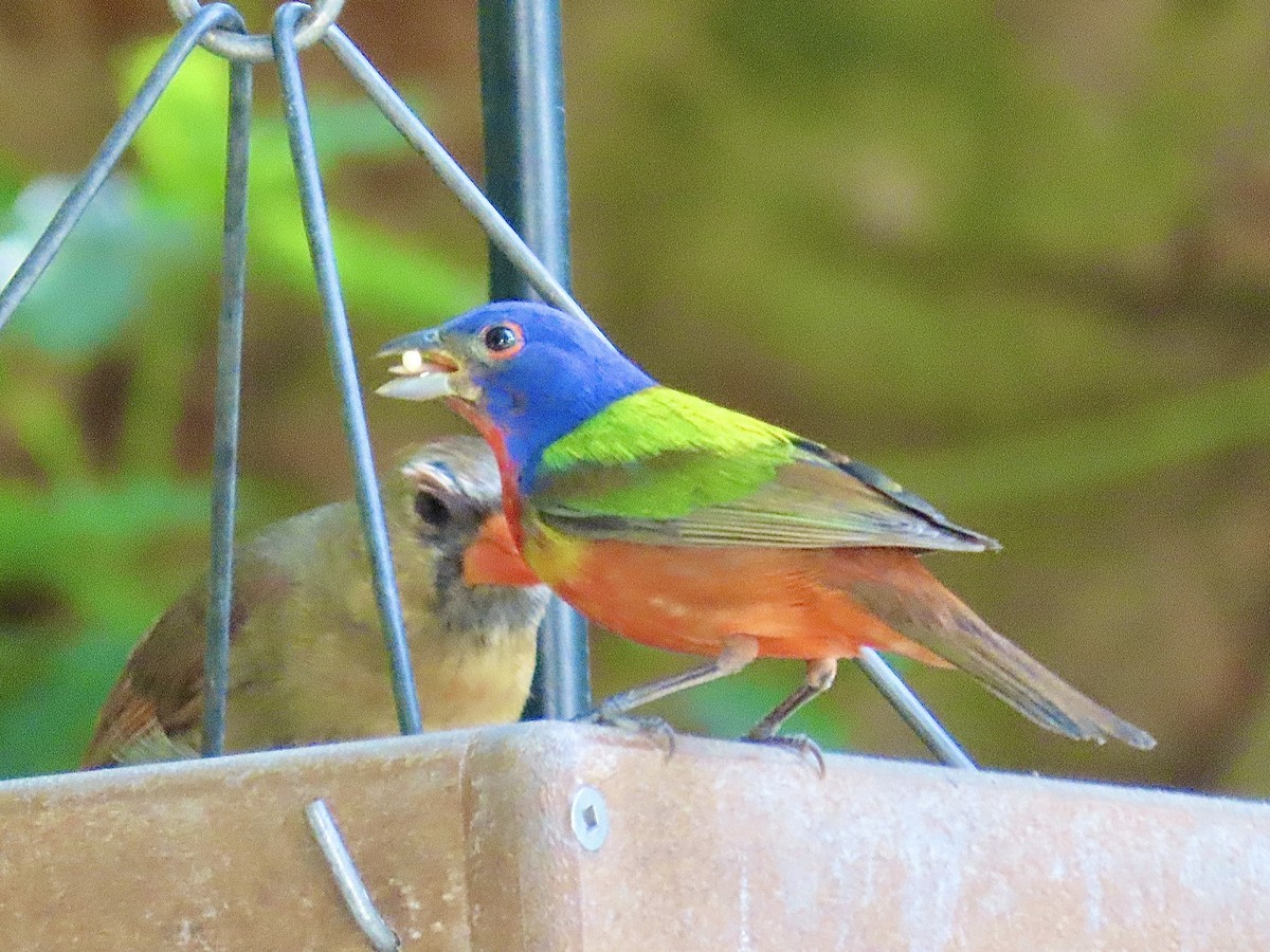 Painted Bunting - ML619502215