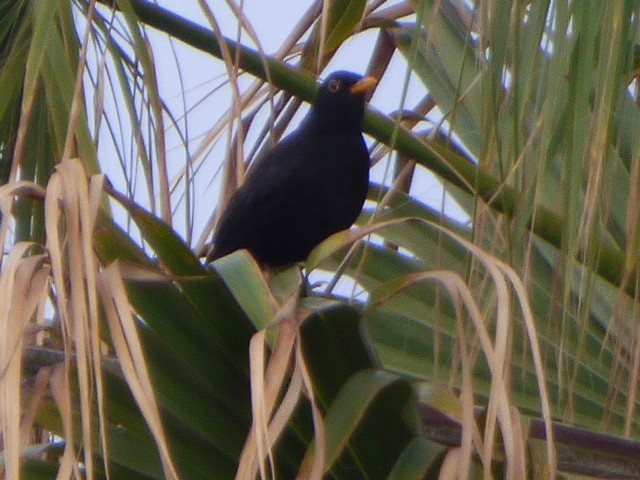 Eurasian Blackbird - ML619502241