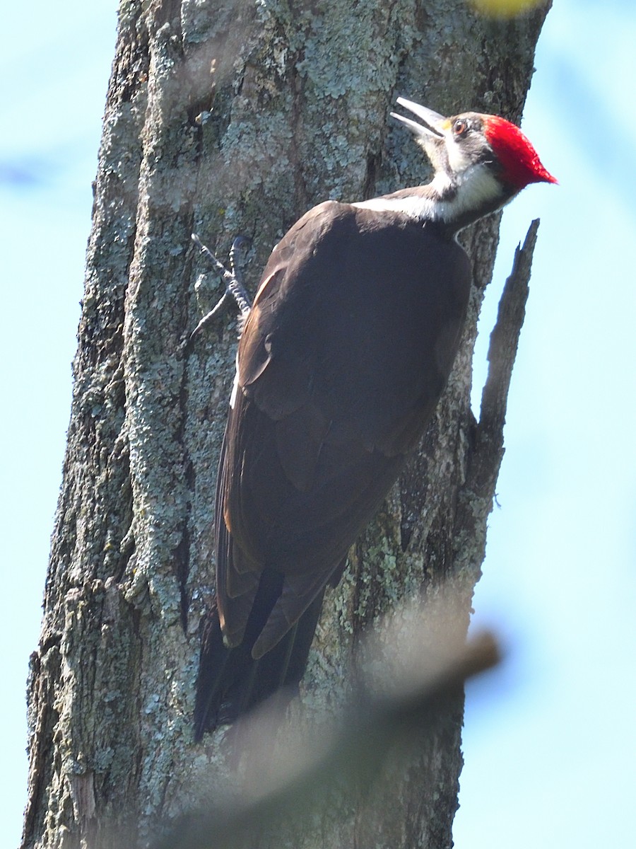 Pileated Woodpecker - ML619502244