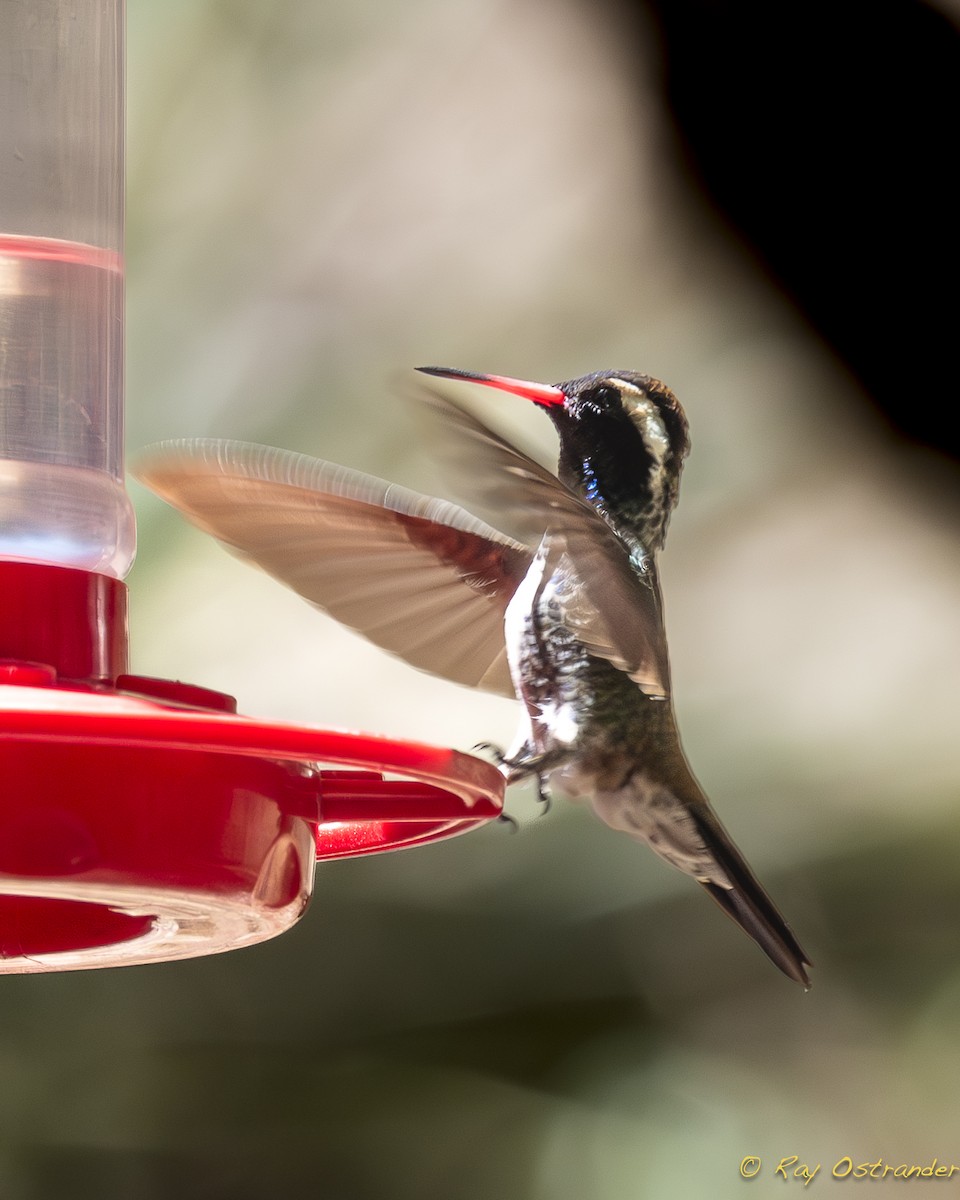 kolibřík bělouchý - ML619502253
