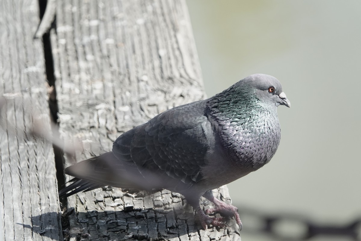 Pigeon biset (forme domestique) - ML619502271