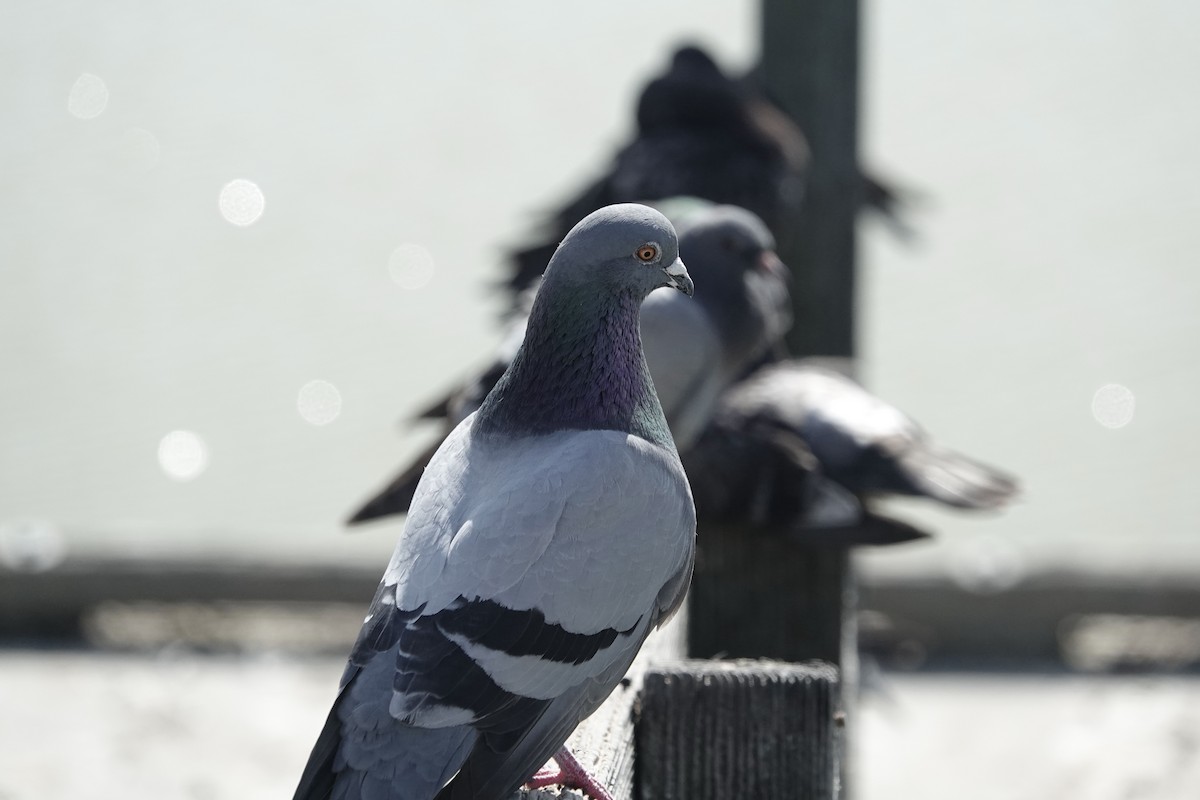 Pigeon biset (forme domestique) - ML619502274