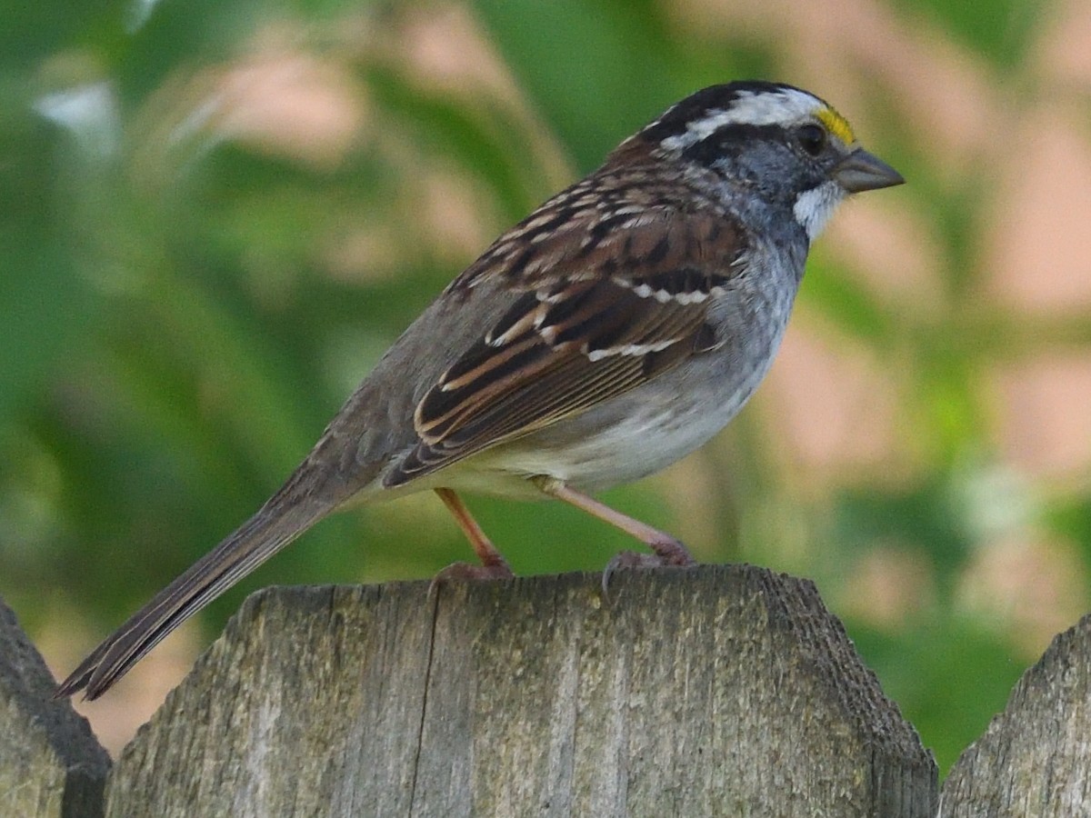 White-throated Sparrow - ML619502275