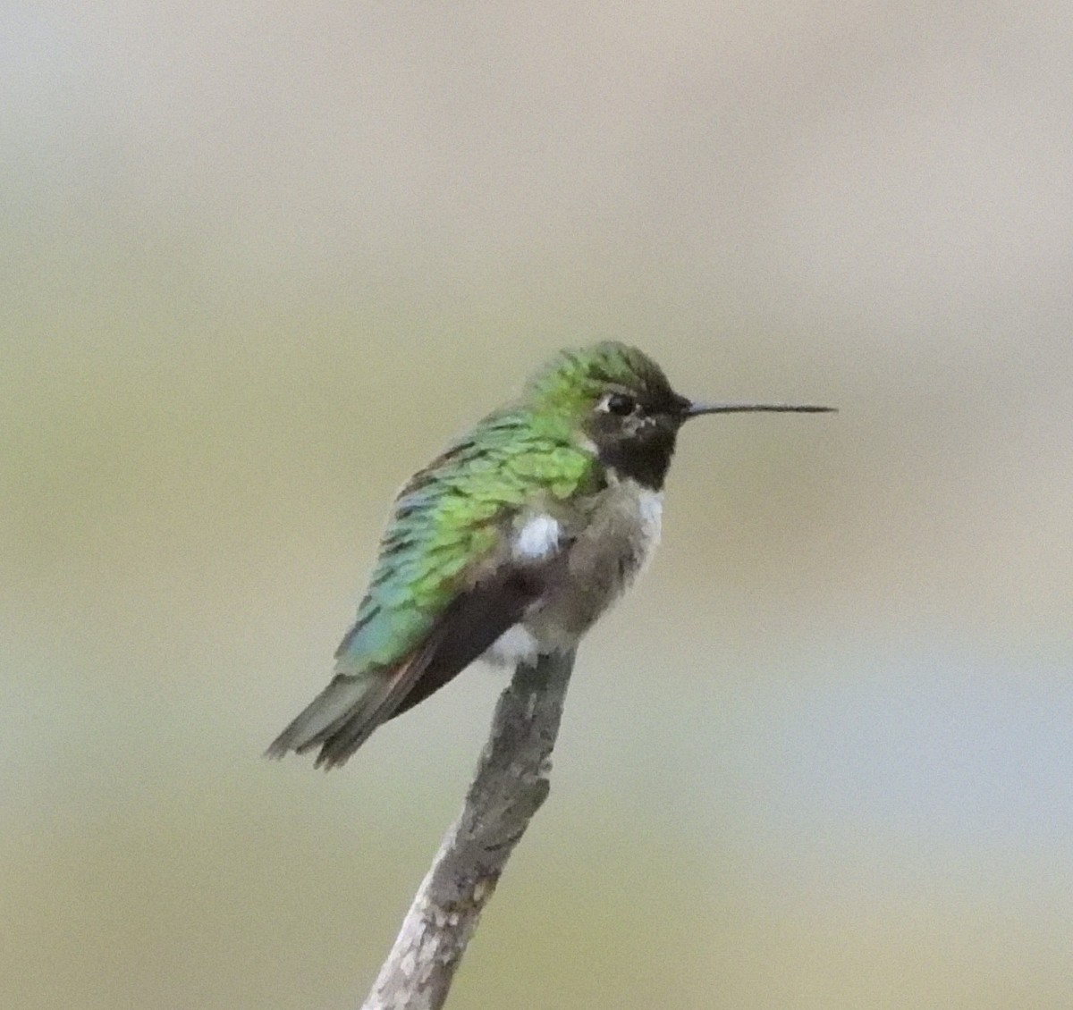 Calliope Hummingbird - ML619502307