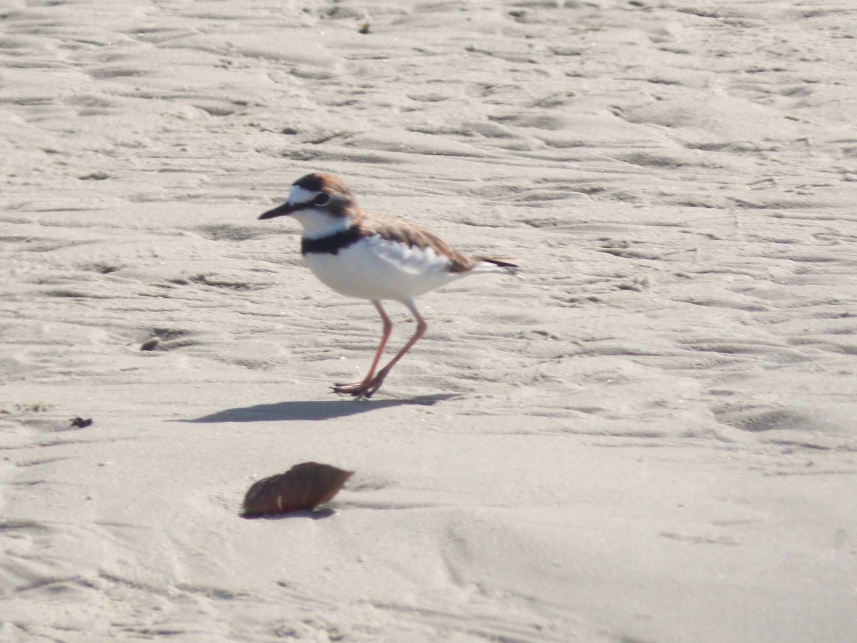 Collared Plover - ML619502318