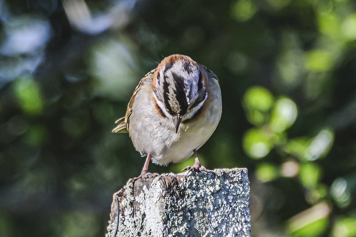 Rufous-collared Sparrow - ML619502320
