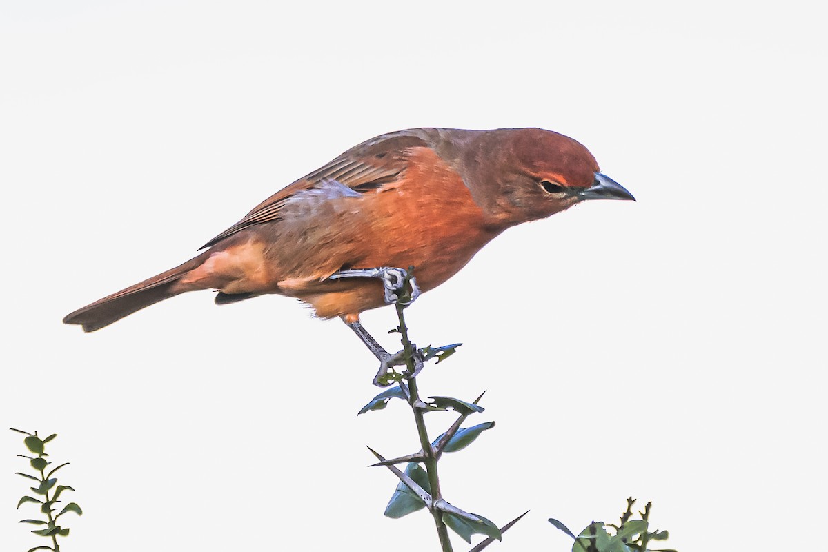 Hepatic Tanager - ML619502359