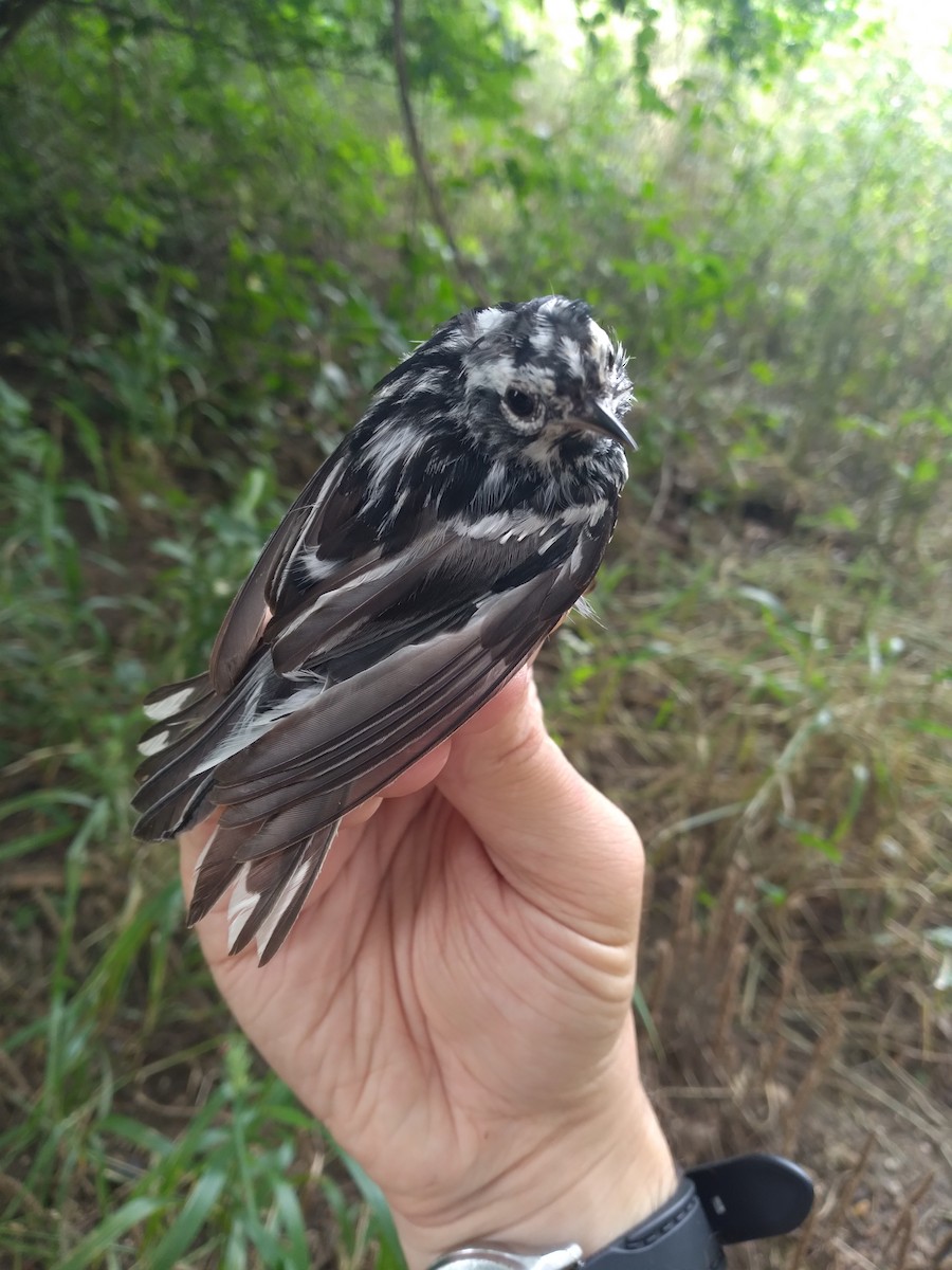 Black-and-white Warbler - ML619502360
