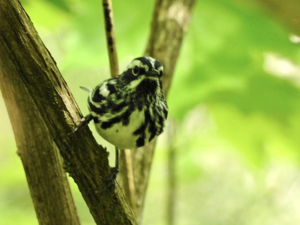 Black-and-white Warbler - ML619502365