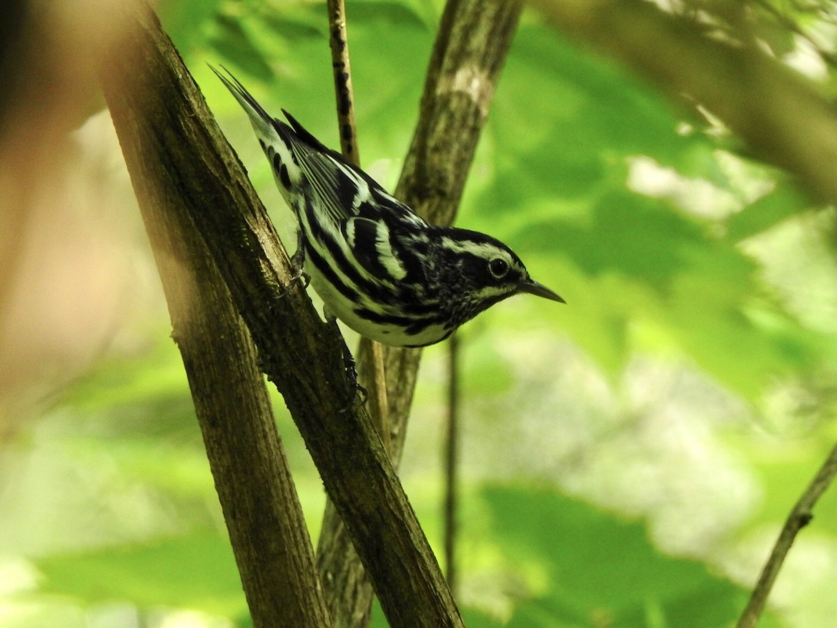 Black-and-white Warbler - ML619502366