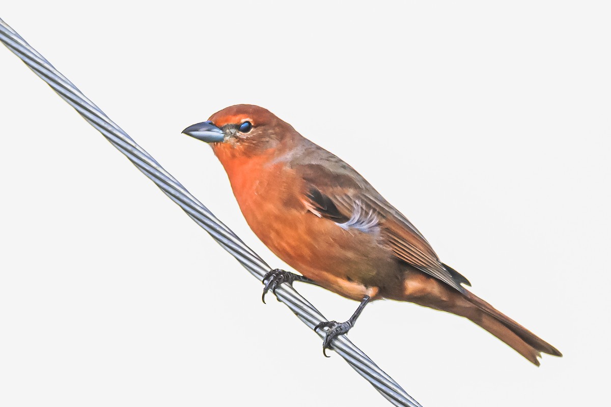 Hepatic Tanager - ML619502390