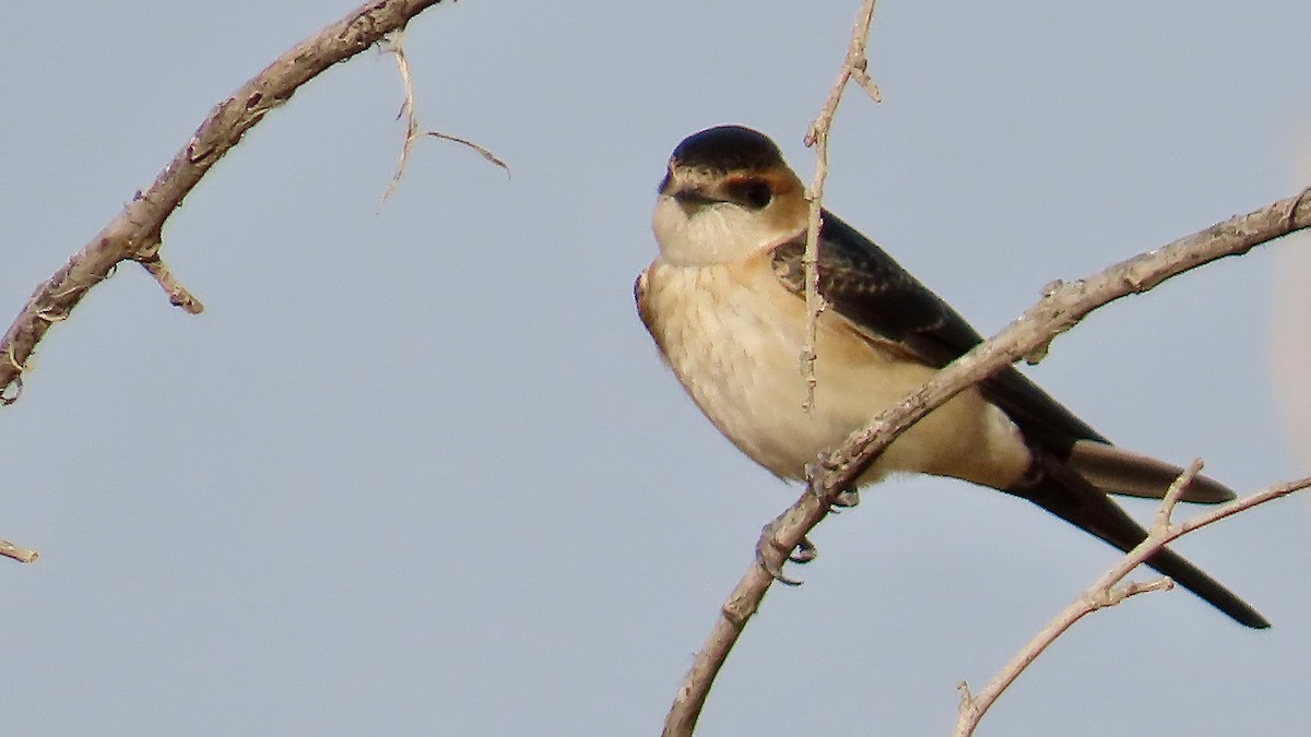 Red-rumped Swallow - ML619502394