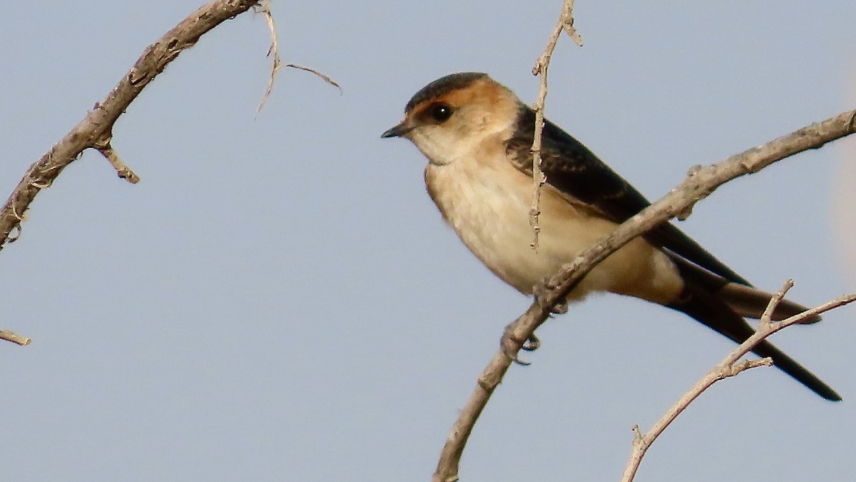 Red-rumped Swallow - ML619502395