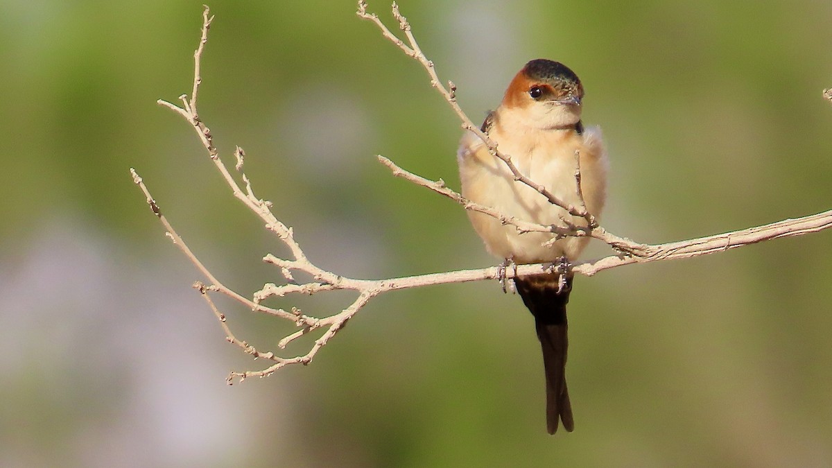 Red-rumped Swallow - ML619502396