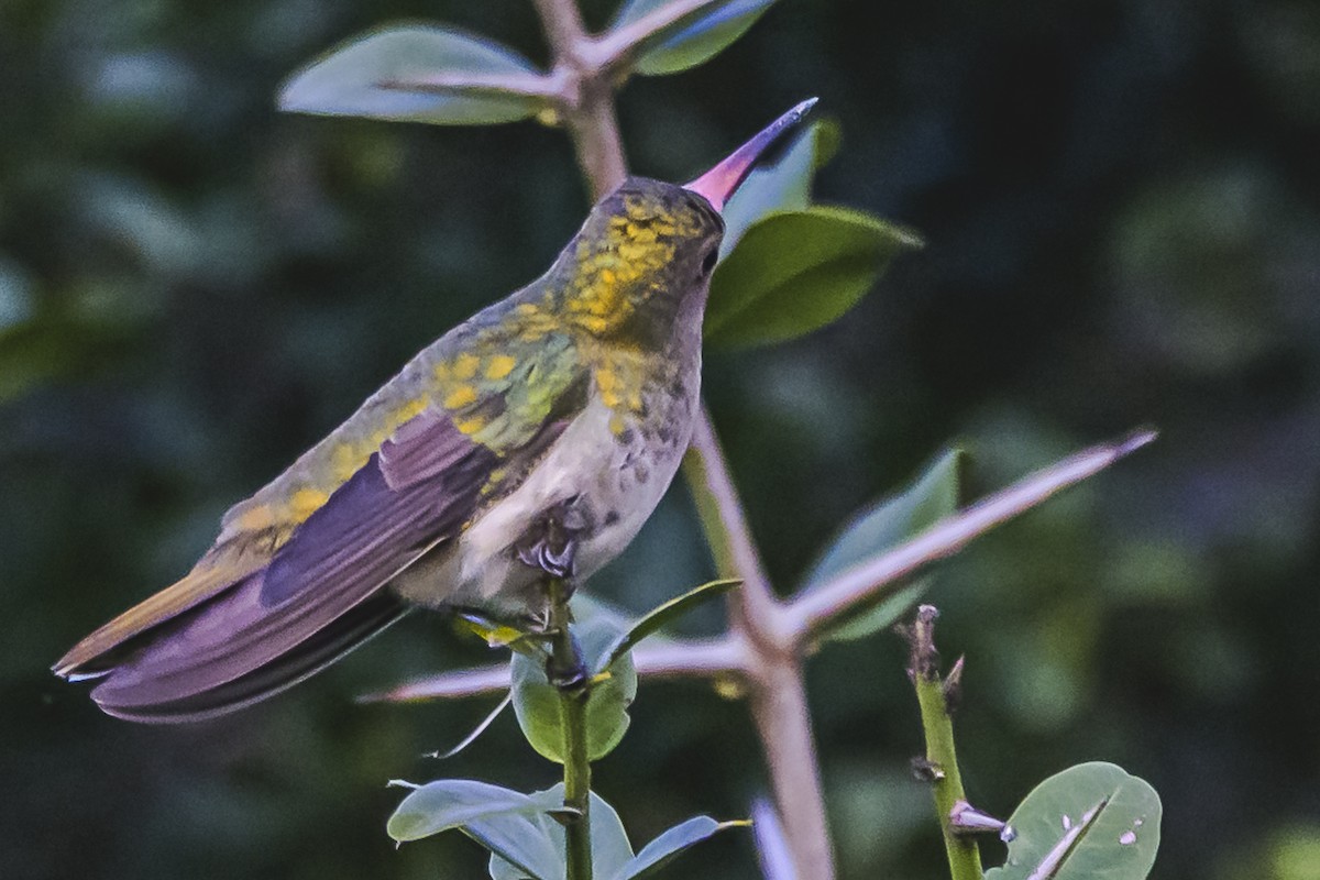 kolibřík zlacený - ML619502403