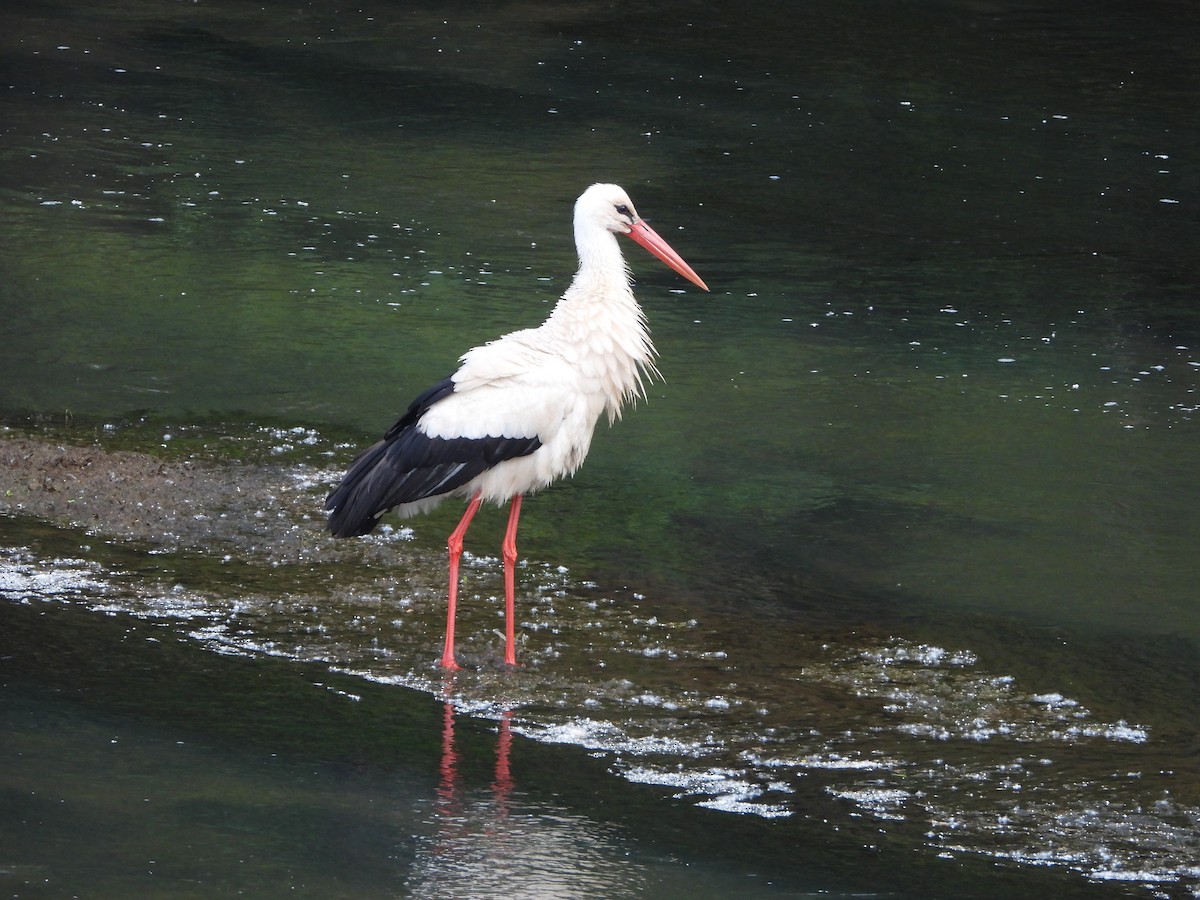 White Stork - ML619502441