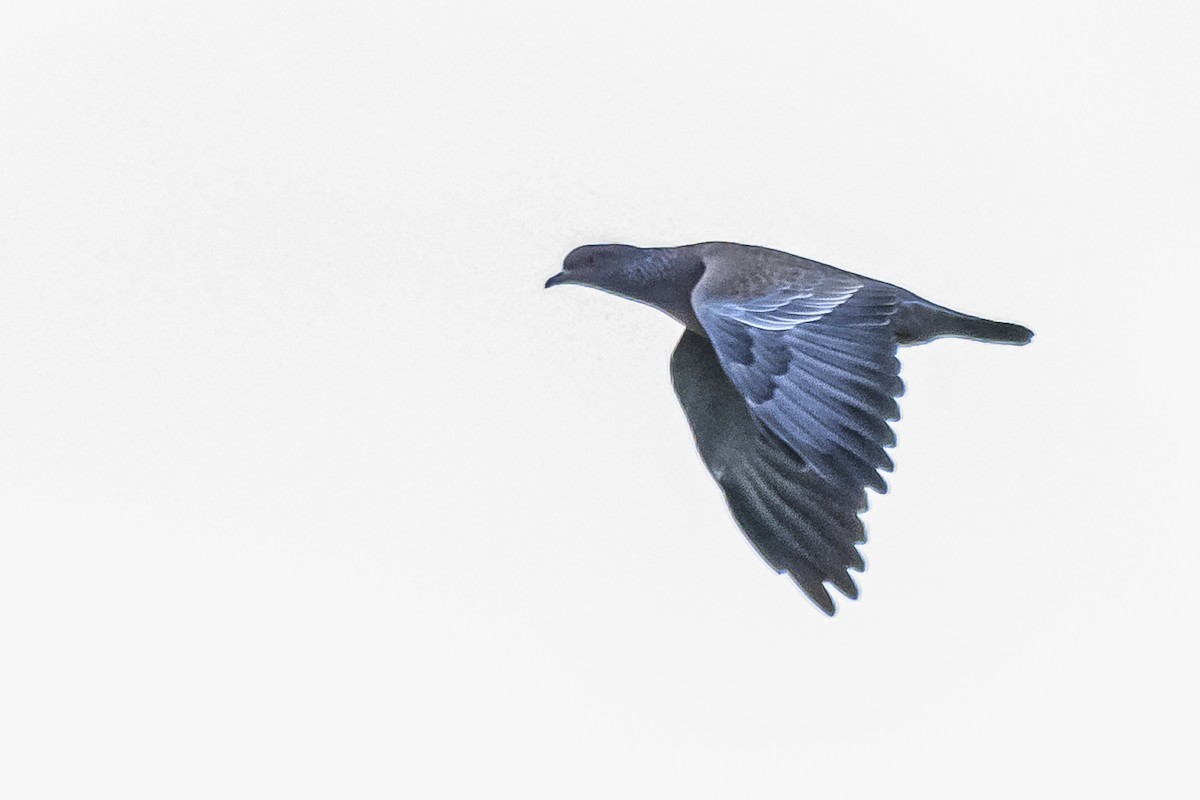Темнохвостый голубь - ML619502450