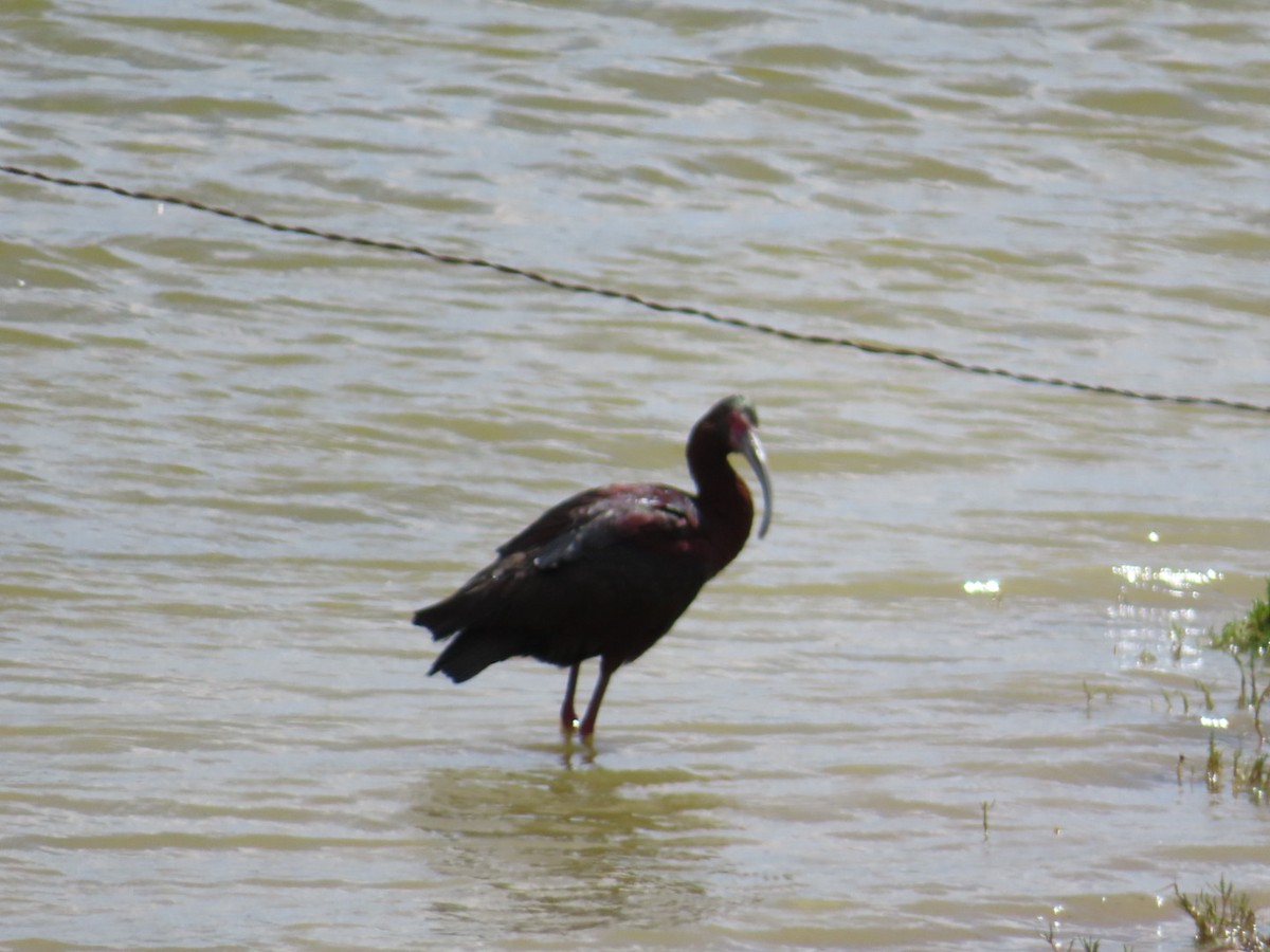 ibis americký - ML619502453