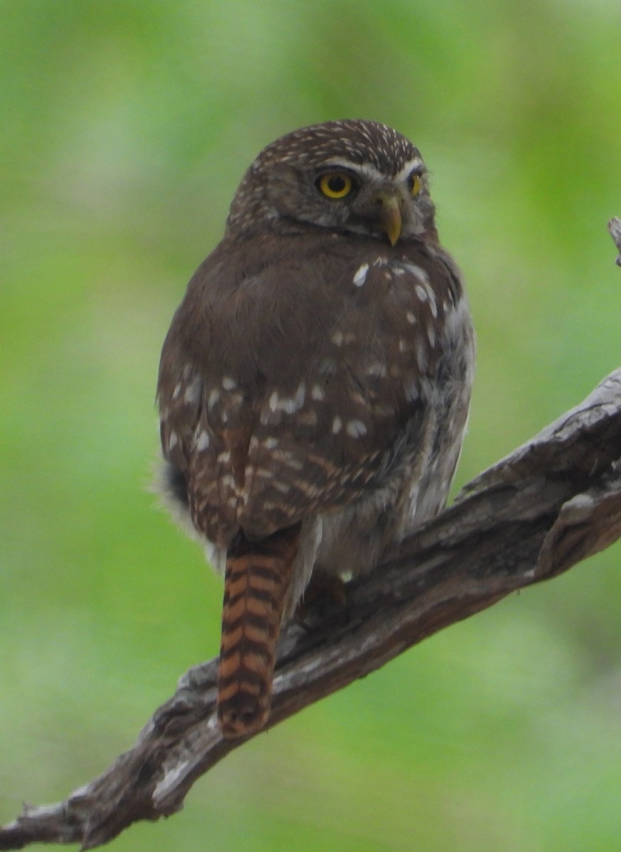 Ferruginous Pygmy-Owl - ML619502499
