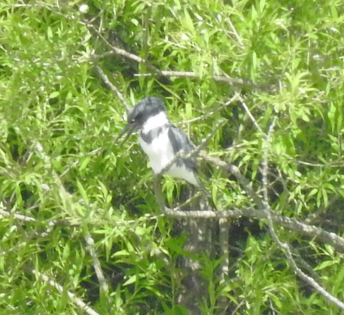 Belted Kingfisher - ML619502505