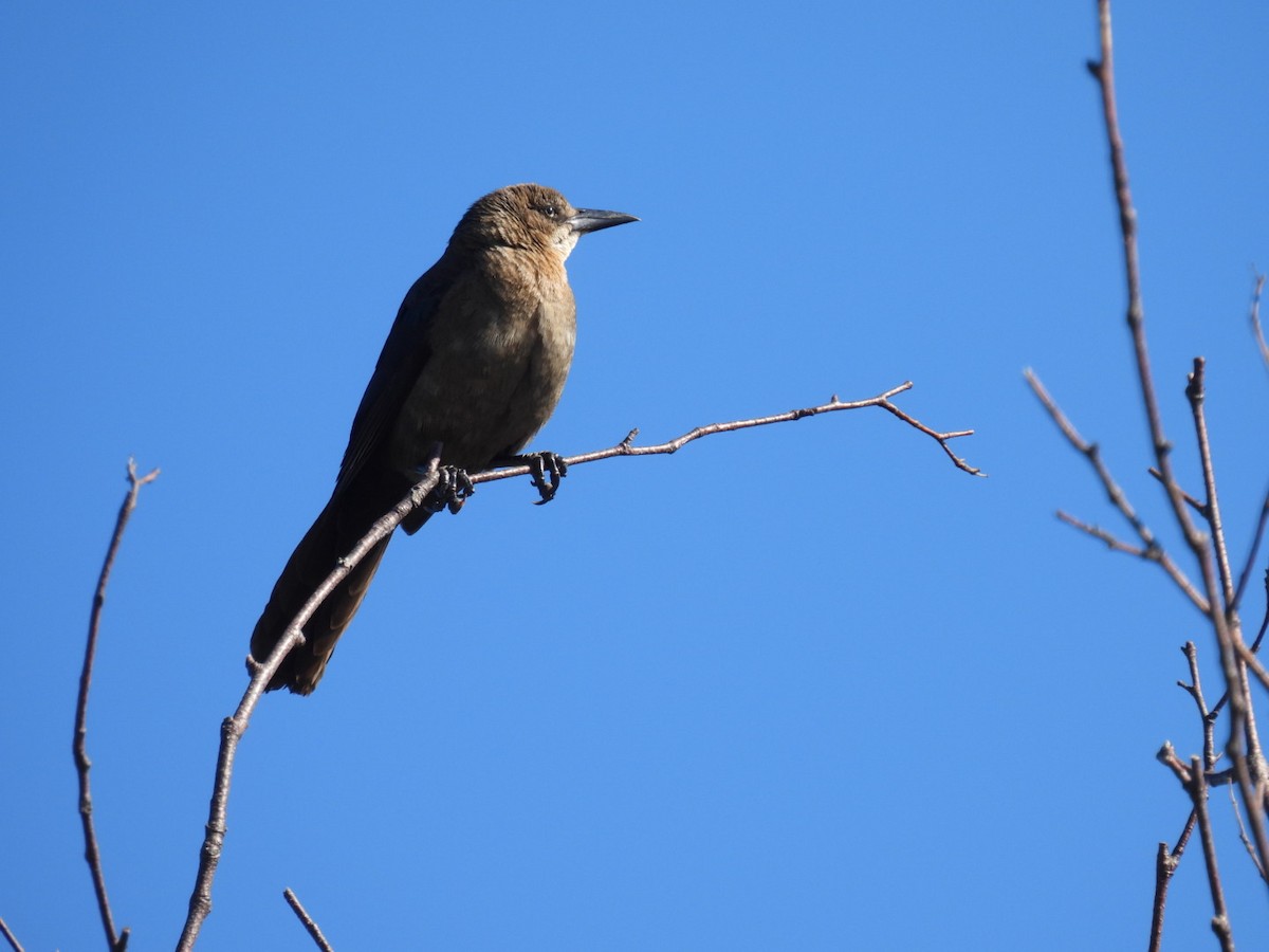 Great-tailed Grackle - ML619502548