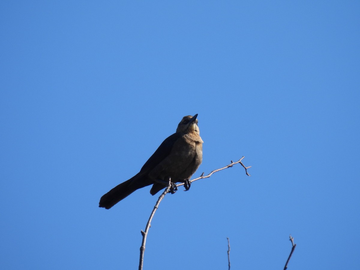 Great-tailed Grackle - ML619502549