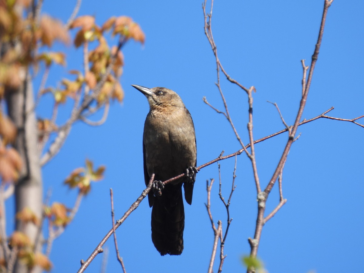 Great-tailed Grackle - ML619502550