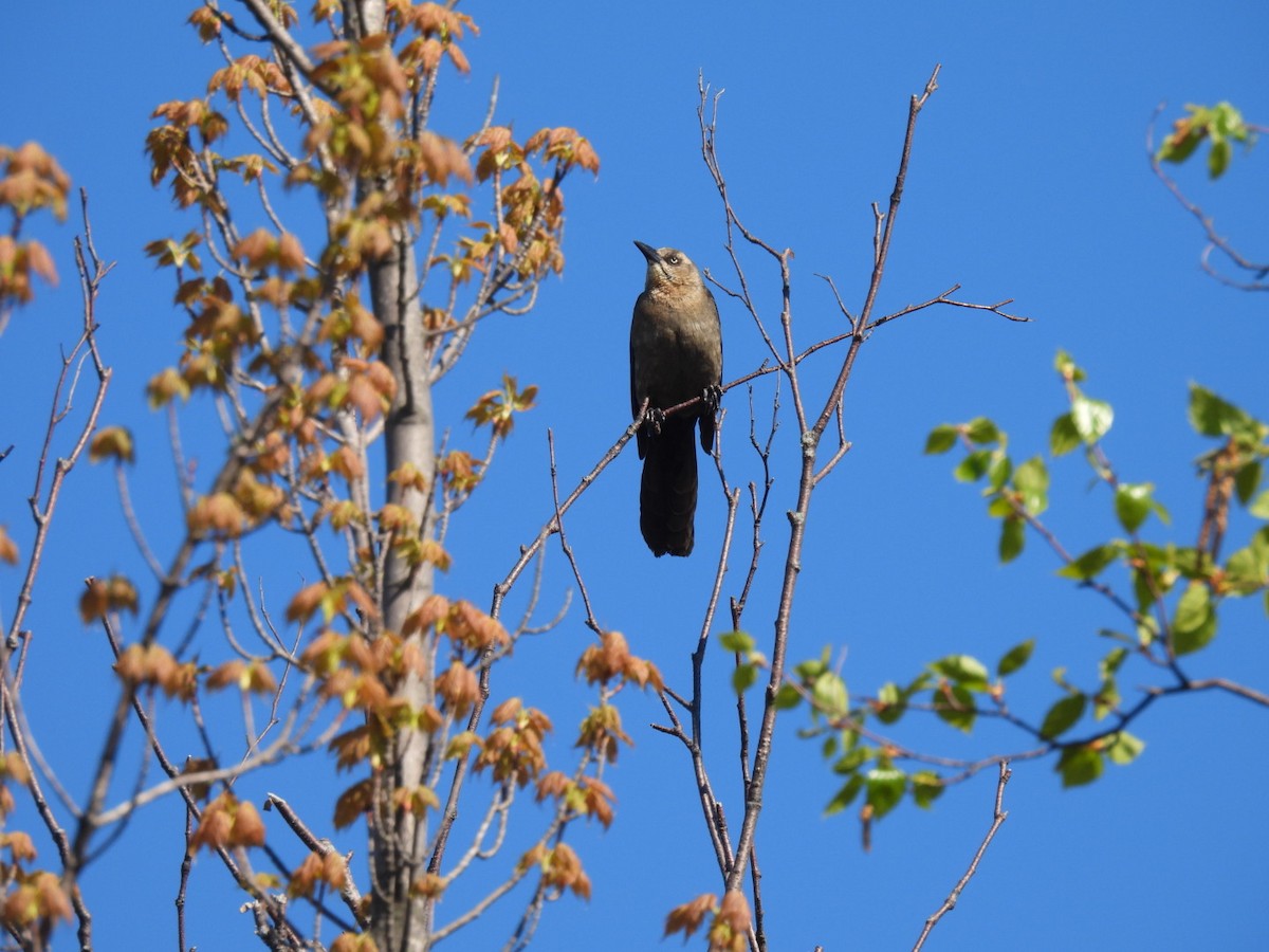 Great-tailed Grackle - ML619502551