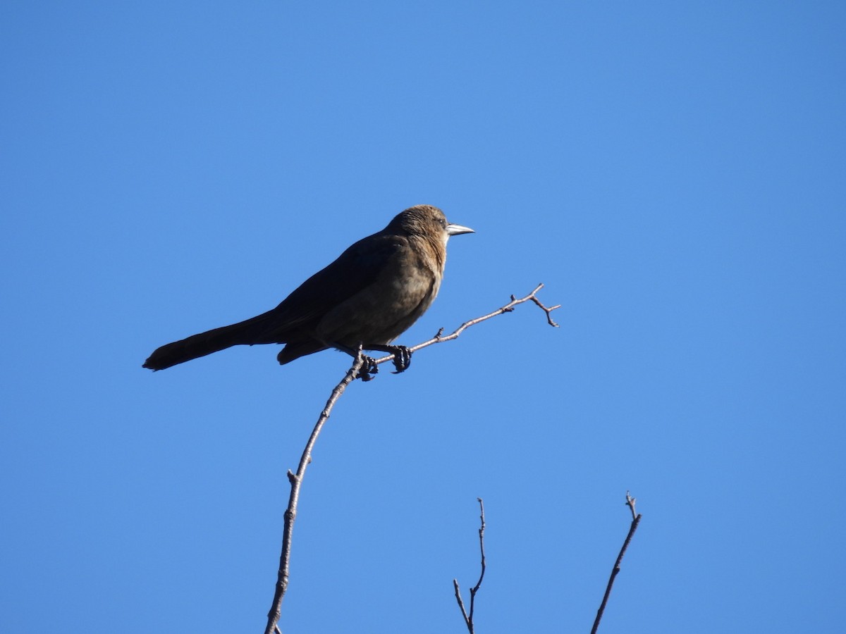 Great-tailed Grackle - ML619502552