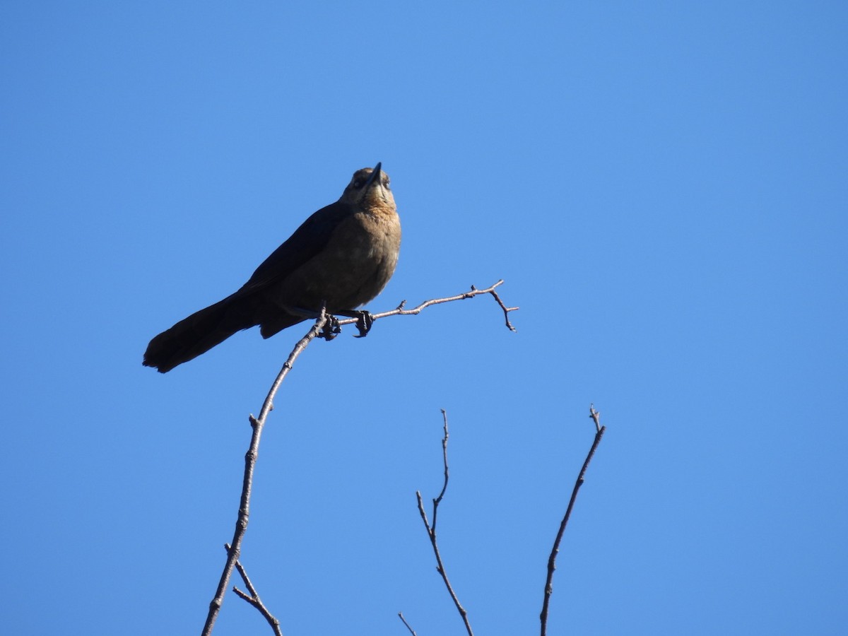 Great-tailed Grackle - ML619502555