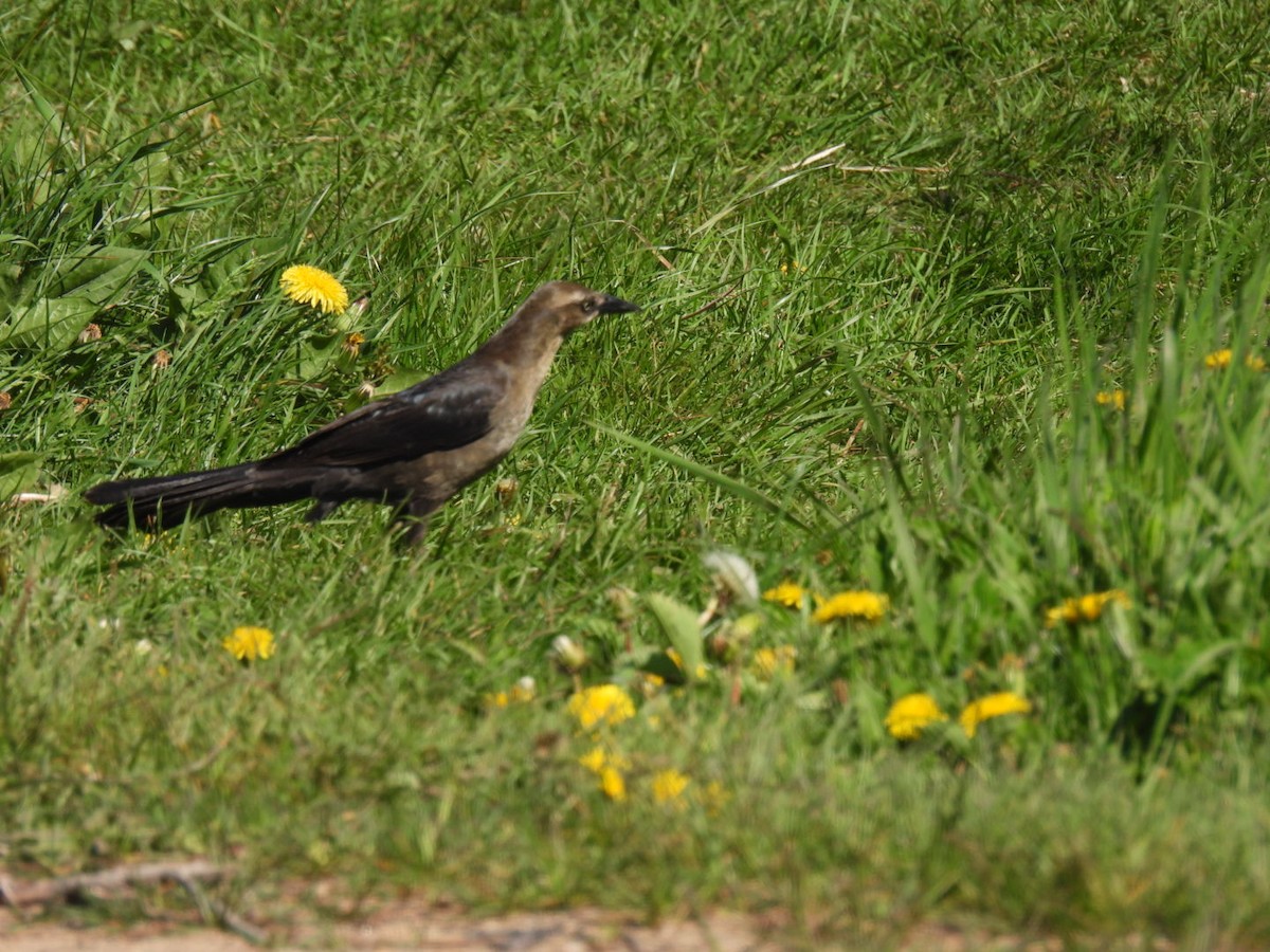 Great-tailed Grackle - ML619502558