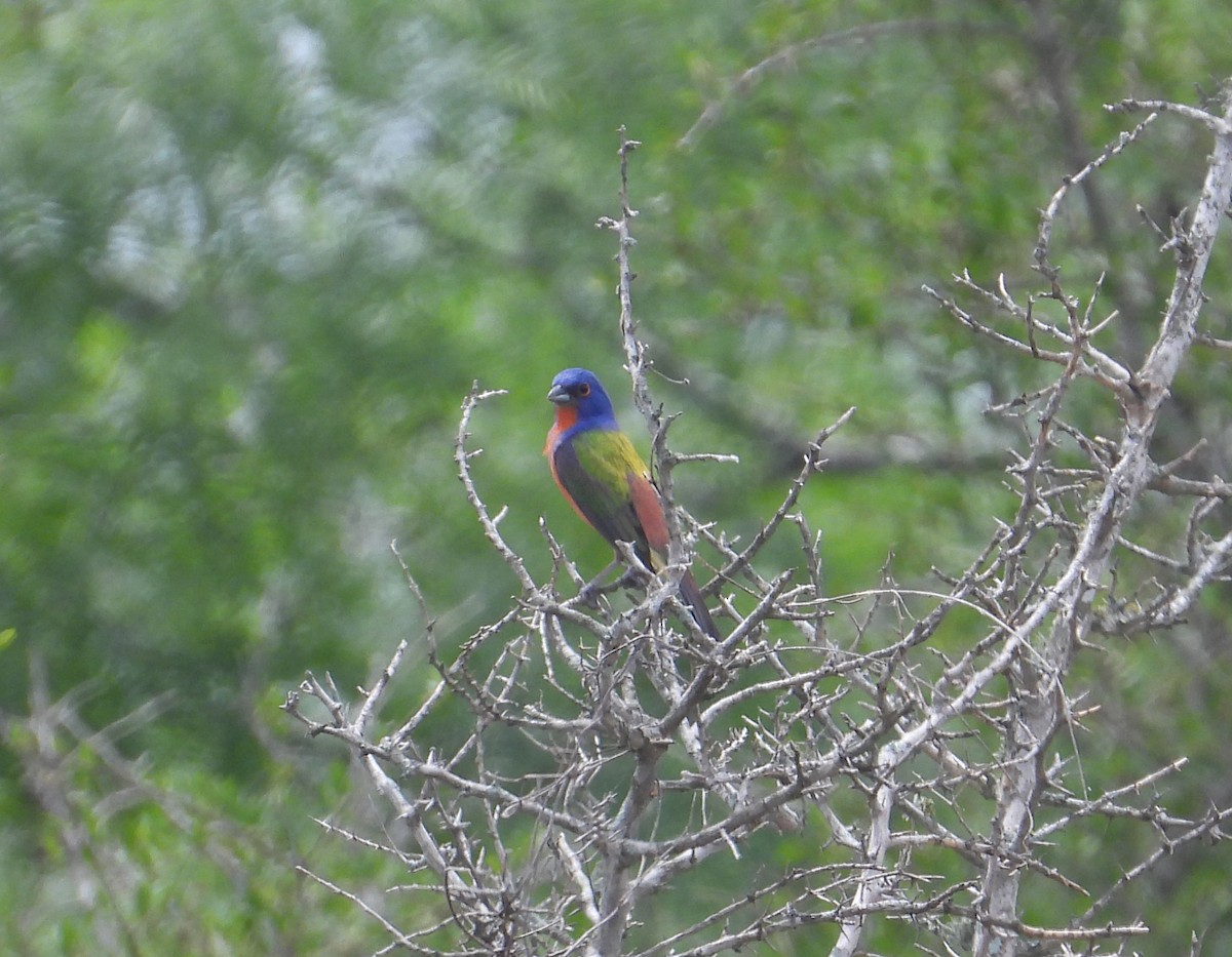 Painted Bunting - ML619502564