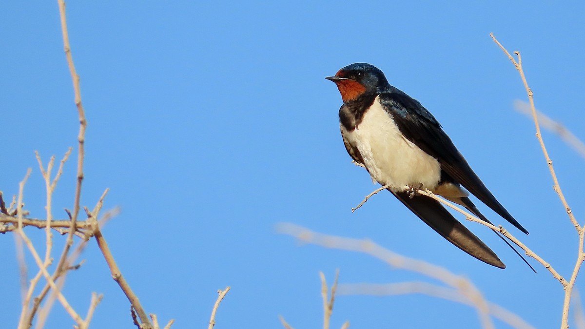 Barn Swallow (White-bellied) - ML619502567