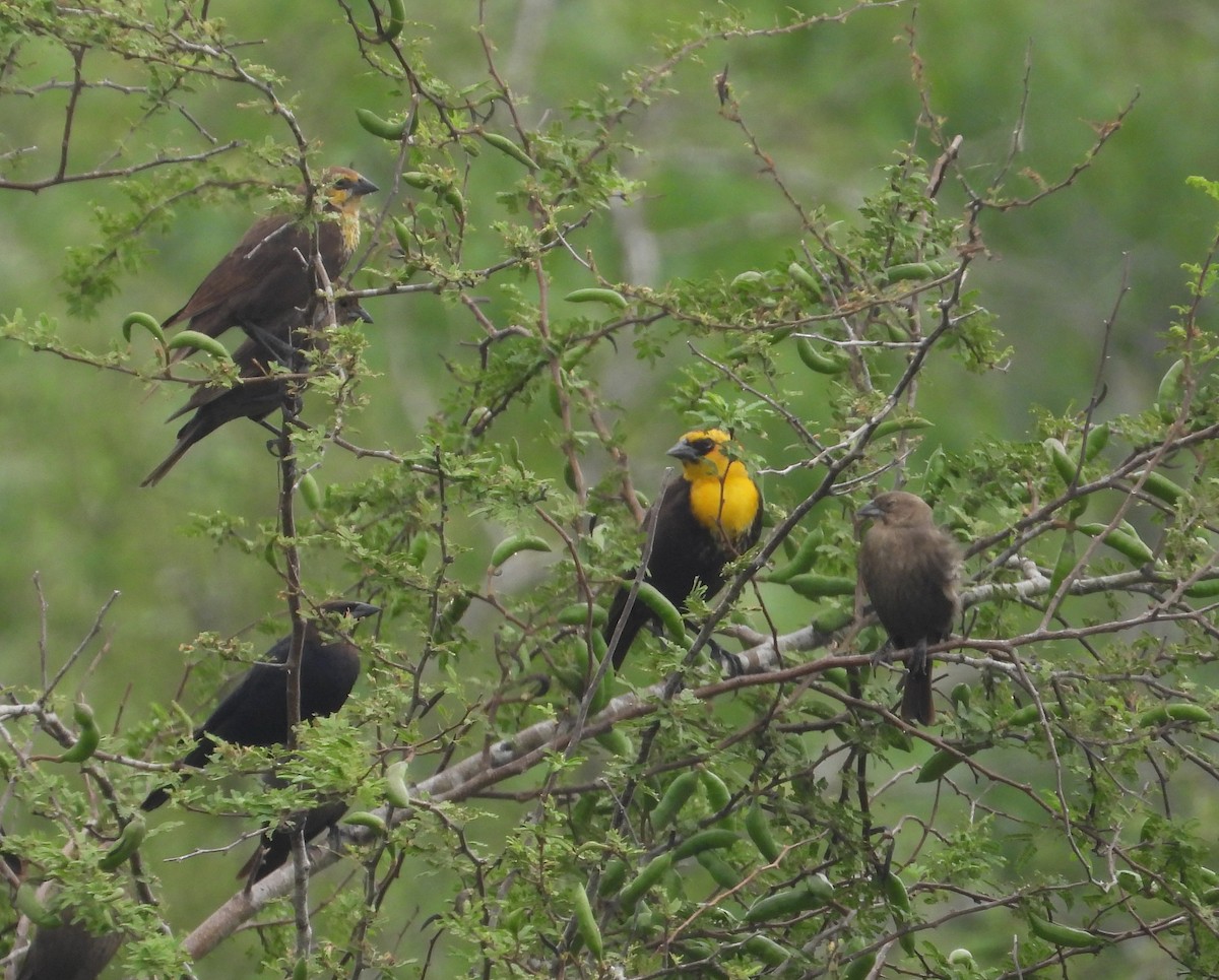 Yellow-headed Blackbird - ML619502576