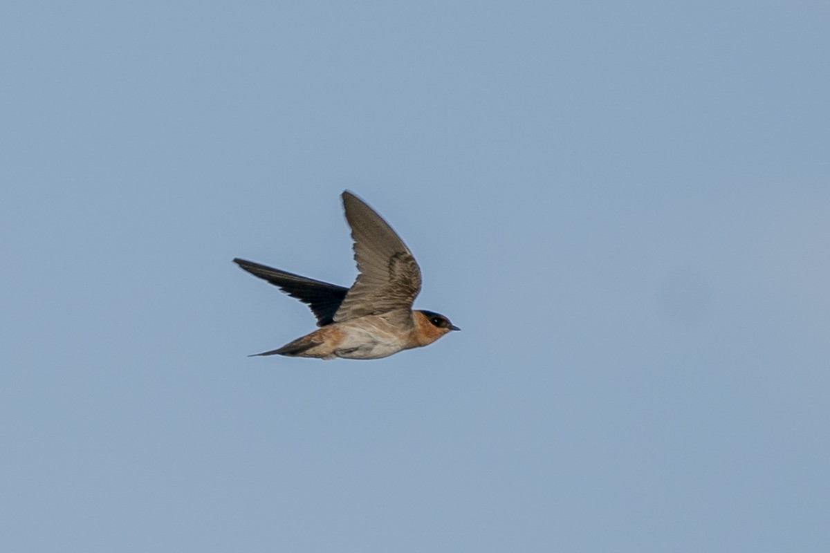 Cave Swallow - ML619502590