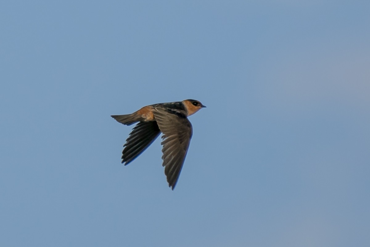 Cave Swallow - ML619502591
