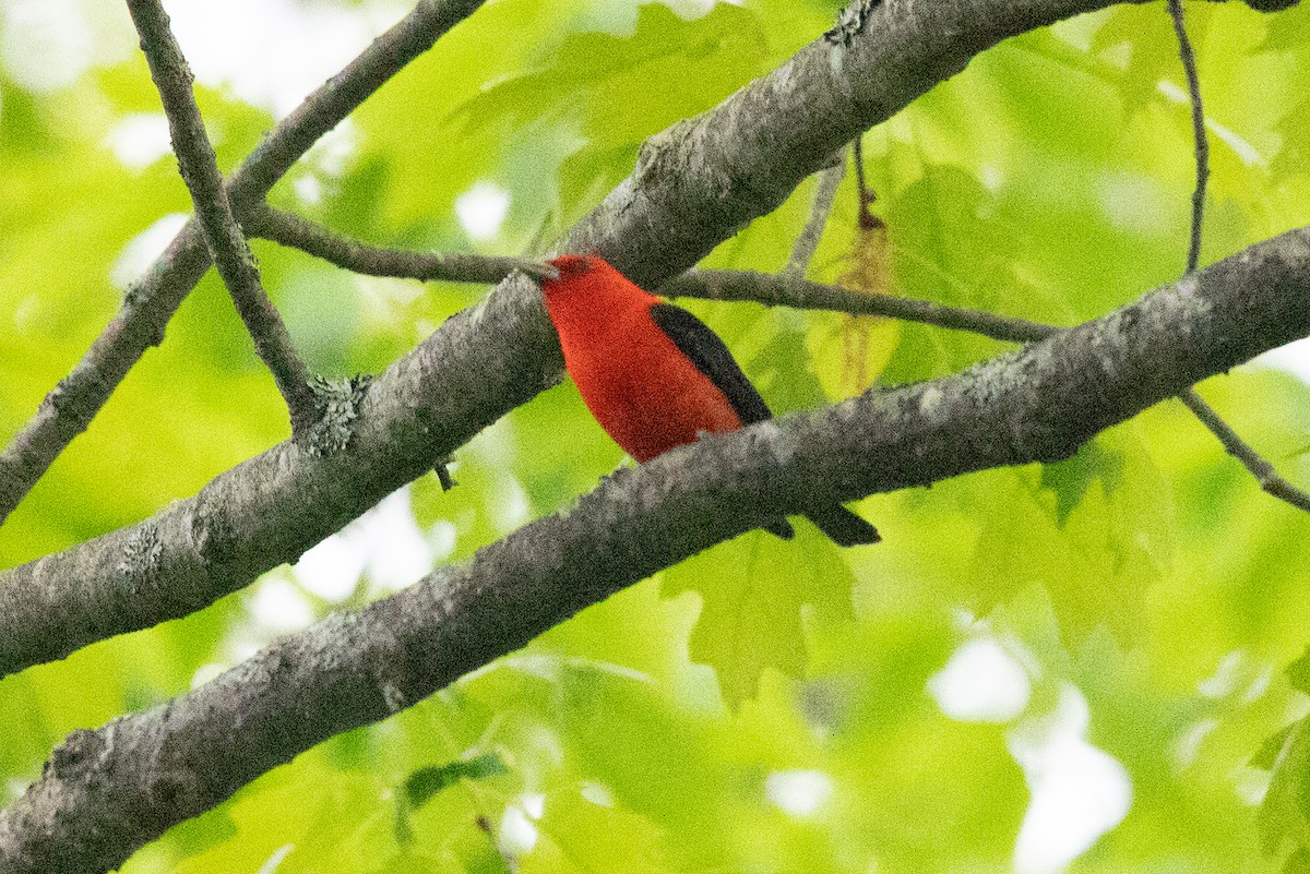 Scarlet Tanager - ML619502637