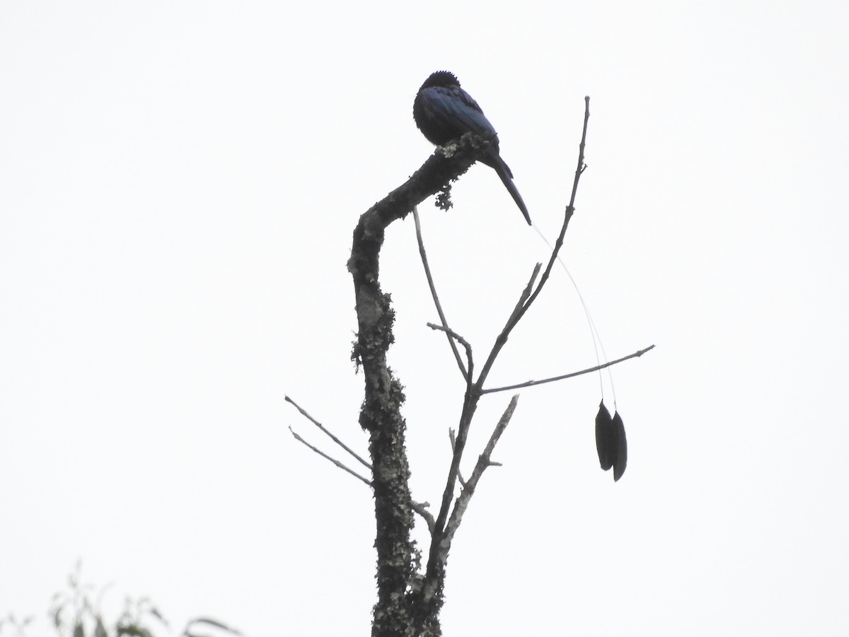 Lesser Racket-tailed Drongo - ML619502659