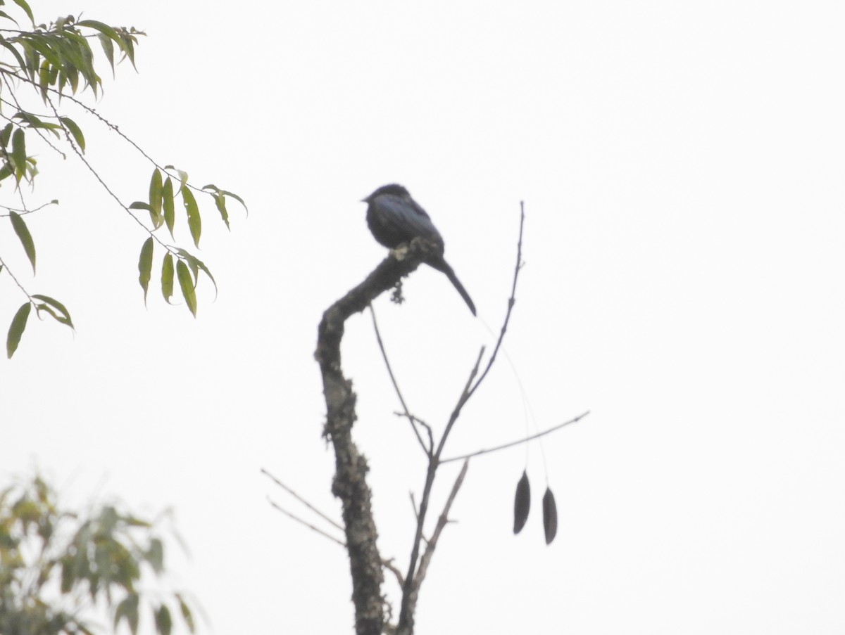 Lesser Racket-tailed Drongo - ML619502660