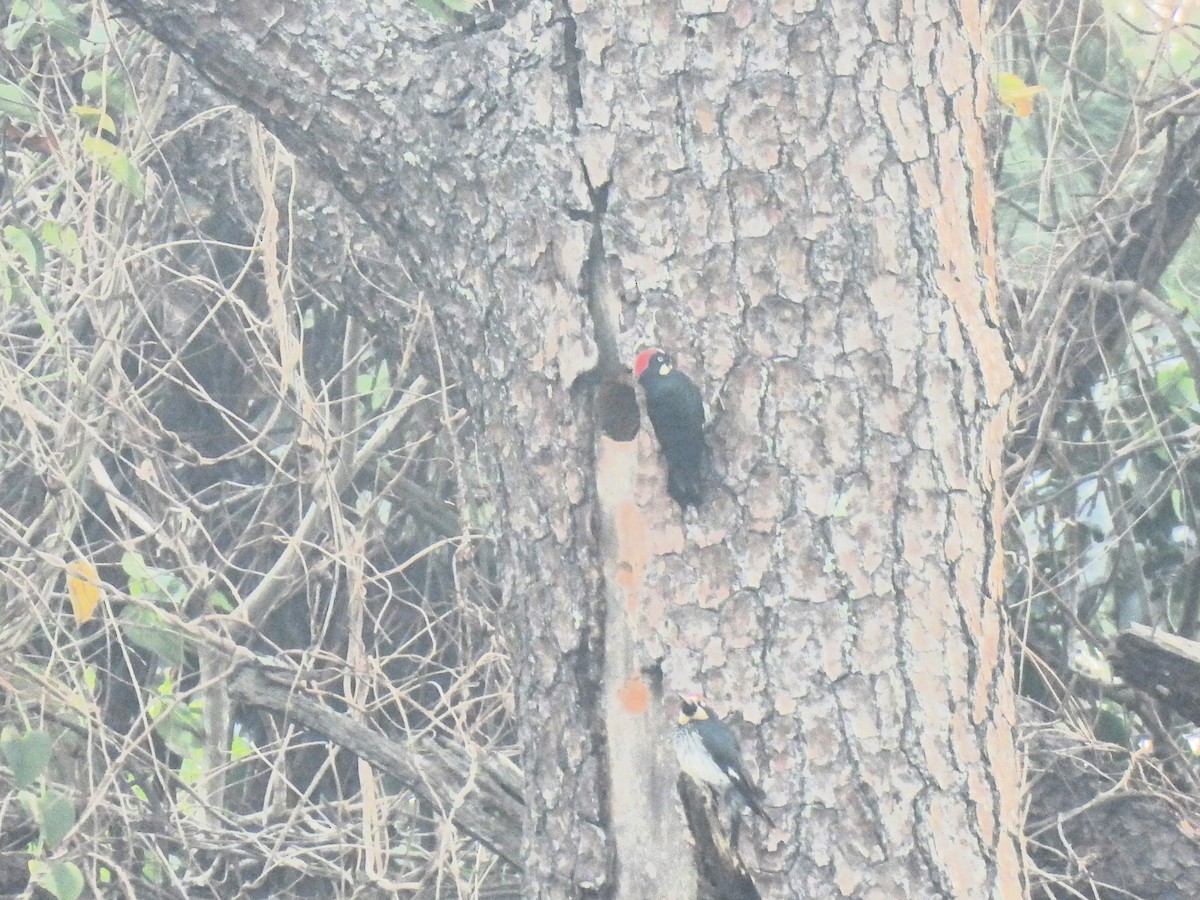 Acorn Woodpecker - ML619502674