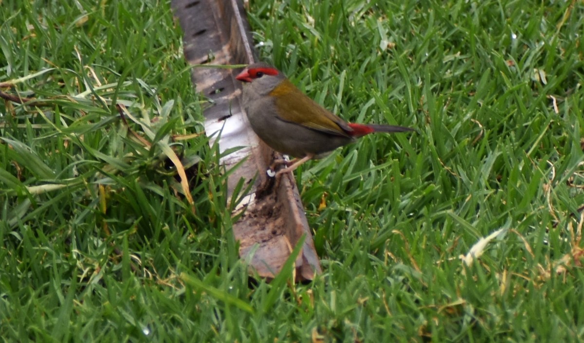 Red-browed Firetail - ML619502675