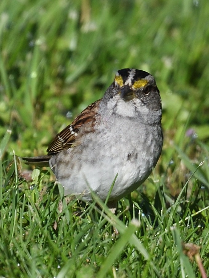 White-throated Sparrow - ML619502707